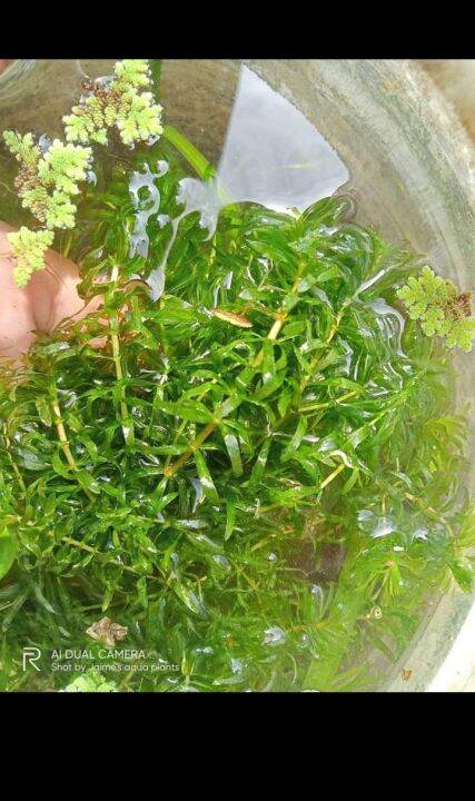 hydrilla 10 stem | Lazada PH