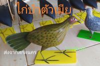 ไก่ป่า ไก่ป่าตัวเมีย