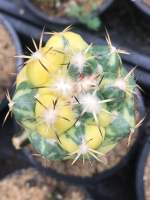 ไม้กราฟ ช้างด่าง ด่างกระจายสวยมาก Coryphantha elephantidens variegata