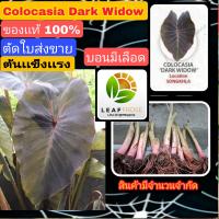 เเท้ 100% colocasia dark widow บอนเดือด ตัดใบส่ง คนละสายพันธุ์ กับ colocasia black widow ใบจะออกสีดำเข้ม