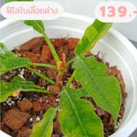 Philodendron sp ต้นฟิโลเดนดรอนใบเลื่อยด่าง ไม้ด่าง ไม้ฟอกอากาศลายสวยๆราคาถูก ในกระถาง10 นิ้ว