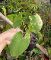 บอนนาญี่ปุ่น Colocasia กระถาง4"