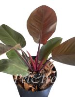 ? ?ต้นกุมารดำเรียกทรัพย์? (Philodendron Black Cardinal)?ฟอร์มสวยและต้นใหญ่มาก /?ฟิโลเดนดรอน แบล็คคาดินัล ในกระถาง 8 นิ้ว สินค้าพร้อมส่ง