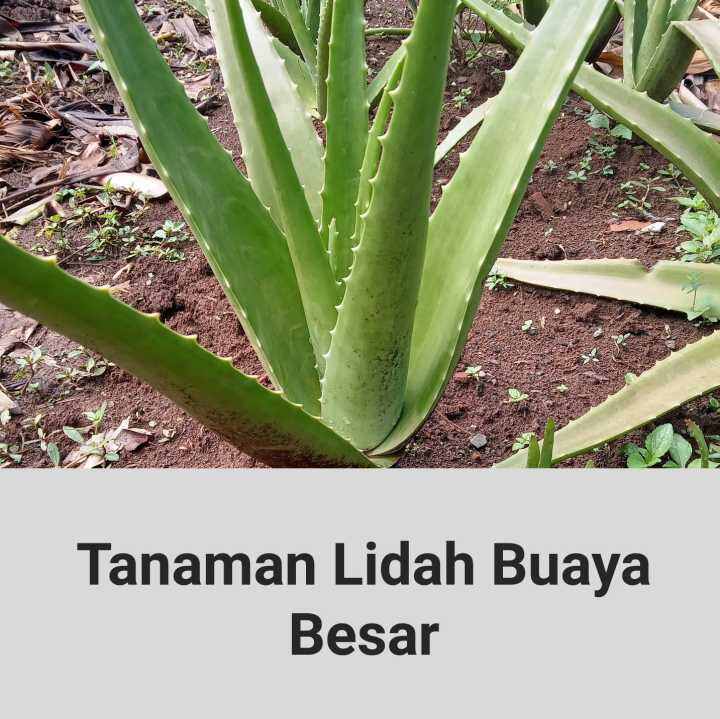 Tanaman Lidah Buaya Besar Lidah Buaya Jumbo Lidah Buaya Sinensis Lidah