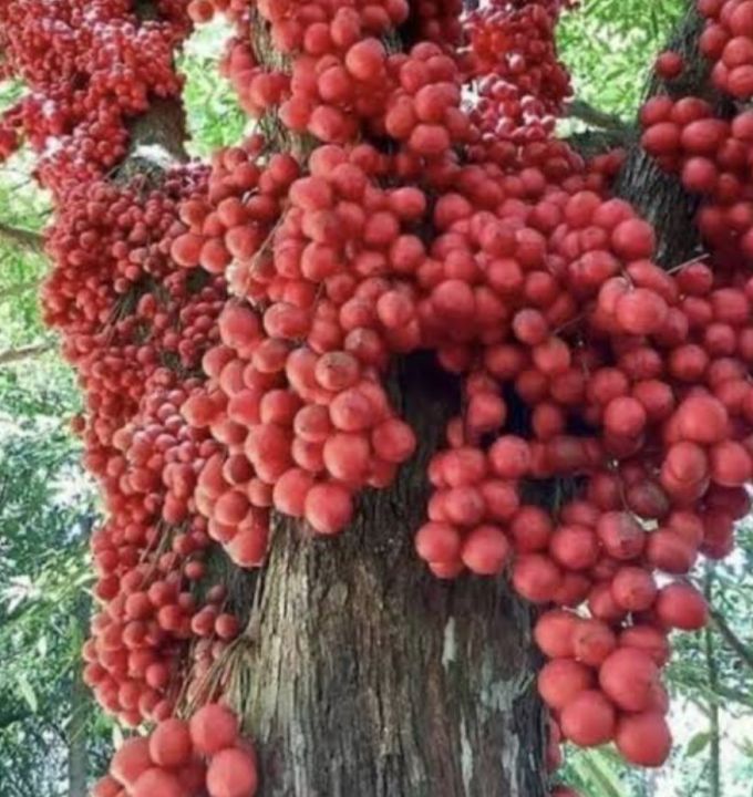 ต้นมะไฟสีแดง-ต้นตอน-โปรซื้อ-1-แถม-1-โปรขายส่งจากสวน