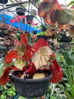 ต้นบีโกเนีย Begonia plants ต้นบีโกเนียทับทิมสยาม หรือ บีโกเนียปีกนางฟ้า Angel wing begonia ใบแดง ดอกสีชมพู กระถาง 8 นิ้ว เป็นไม้ประดับ ไม้ในร่ม ดอกเป็นช่อ กลีบดอกสีชมพูใส ใบสีแดง