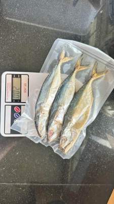 ปลาทูหอม เค็มน้อย สดสะอาดไร้สารเคมี ปลาทูหอมปากน้ำหลังสวน ออแกนิค100%ของดีจังหวัดชุมพร
