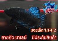 ปลากัดมาเล ลุยท้าชน ไซร1.1-1.2 ชาย สีน้ำเงิน มีประกันสินค้า