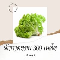 เมล็ดพันธุ์ผัก ผักกาดหอม 300เมล็ดคละได้ 10แถม1