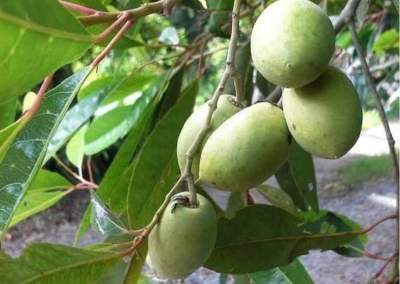 ต้นมะกอกน้ำ,มะแซว🌳🌿 (1 ถุงมี 1-2 ต้น) ลูกดก ลูกใหญ่อวบ ผลดิบรสชาติเปรี้ยวอมฝาด ต้นแข็งแรง พร้อมปลูก
