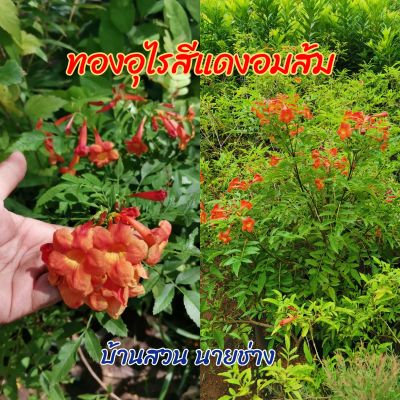 ทองอุไรสีแดง อมส้ม ขนาดถุง 5×7 (1ชุด 2ต้น)