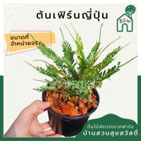 ต้นเฟิร์นญี่ปุ่น มาในกระถางพร้อมตั้ง Fern