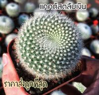 [ถูกที่สุด]แคคตัสตลับเงิน Parodia Haselbergii cactusกระบองเพชร cactus&amp;succulent