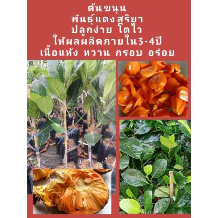 ต้นขนุน-พันธุ์-แดง-สุริยา-กิ่งทาบ-รคา-120-บาทค่ะ