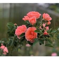 กุหลาบโรแมนติกตูตู-โรแมนติก-ตูตู-romantic-tutu-กุหลาบญี่ปุ่น-เลื้อย-พุ่มสูง-สีส้ม-ดอกกลม-น่ารัก-มีกลิ่นหอม-ดอกดก