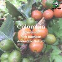 สารกาแฟColombia Palestinian Pink bourbon Anaerobic Natural