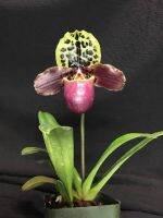 ลดราคา  กล้วยไม้รองเท้านารีเฮนรียานั่ม Paphiopedilum henryanum