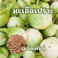 เมล็ดพันธุ์มะเขือเปราะ 150 เมล็ด มีบริการเก็บเงินปลายทาง