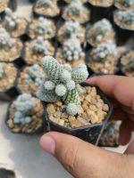 แมมตุ๊กตาญี่ปุ่นแคระ (Mammillaria gracilis) ??????