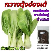 เมล็ดพันธุ์กวางตุ้งฮ่องเต้ บรรจุ 1000 เมล็ด ทรงต้นแน่น กาบใบใหญ่ น้ำหนักดี