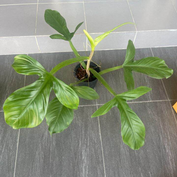 philodendron-applanatum-ฟิโลตีนเป็ด