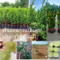 กิ่งพันธุ์มะนาวแป้นสุขประเสริฐ 1 กิ่ง 65บาทแบบบางน้ำเยอะทนโรคแคงเกอร์เมล็ดน้อยกลิ่นหอมสนใจสั่งได้ครับปลูกง่ายโตเร็วปลูกได้ทุกที่ทุกจังหวัดกิ่งพัน60-90เซน