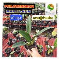 Philodendron Martianum  เศรษฐีก้านป่อง เศรษฐีเป๋าตุง