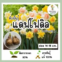 ((พร้อมส่ง))หัวพันธุ์แดฟโฟดิล (Daffodil) คละสี/คละพันธุ์ ดอกมีกลิ่นหอม หัวงอกพร้อมปลูก ✅