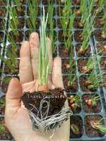 ต้นหอม 10ต้น=50บาท ต้นกล้าหอมแบ่ง ปลูกครั้งเดียวตัดทานได้ทั้งปี 10 Green Onion ?baby Plant #ผักสวนครัว #สมุนไพรต้านมะเร็ง #herb