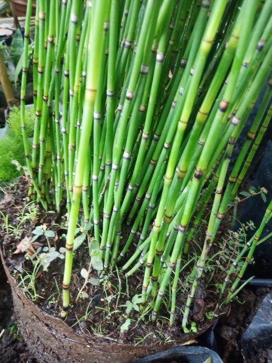 Horsetails Equisetum arvense (field horsetail) plant | Lazada PH