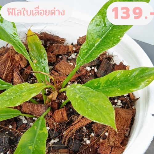 philodendron-sp-ฟิโลเดนดรอนใบเลื่อยด่าง-ไม้ด่าง-ไม้ฟอกอากาศราคาถูก-ในกระถาง10-นิ้ว