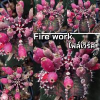 เมล็ดFirework เก็บใหม่ๆจากสวน?