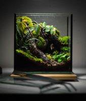 สวนขวดแก้ว​ Terrarium​ สำเร็จ​รูปพร้อมใช้งาน​ ต้นไม้จริง​