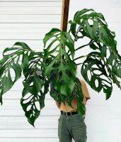 monstera acacoya(มอนสเตอร่า อะคาโคย่า)