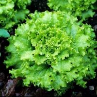 เมล็ดพันธุ์ ผักสลัด แกรนด์แรพิด (Grand Rapids Lettuce Seed) บรรจุ 100เมล็ด