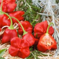 เมล็ดพันธ์ุ พริก เห็ดแดง มัสรูมเรด (Mushroom Red Pepper Seed) บรรจุ 5 เมล็ด เผ็ดน้อย