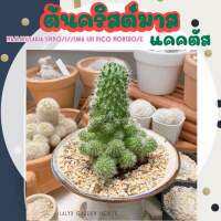 ?? คริสต์มาส บร็อคโคลี่ แคคตัส (mammillaria Spinosissima un pico montrose) แตกหน่อเก่ง ลูกดก รูปทรงคริสต์มาส สวยมาก??