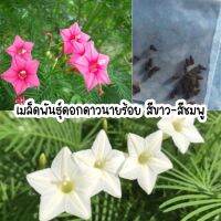 เมล็ดพันธุ์ดอกดาวนายร้อย  100 เมล็ด