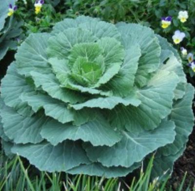 ปูเล่เขียวสี่ทิศ 🍀เมล็ดพันธุ์ปูเล่เขียวสี่ทิศ คะน้าเด็ดยอด Cabbage Ornamental Seeds ปูเล่🍀เป็นไม้ประดับก็ได้ รับประทานก็ดี บรรจุ5 เมล็ด