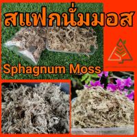 1 ลิตร สแฟกนั่มมอส (Sphagnum Moss)