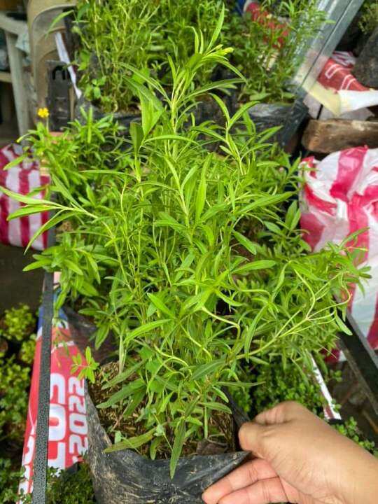 Live Plant Taragon Tarragon Plant Herbal Plant Indoor Plant Outdoor