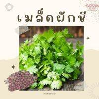 เมล็ดพันธุ์ ผักชี 10กรัม