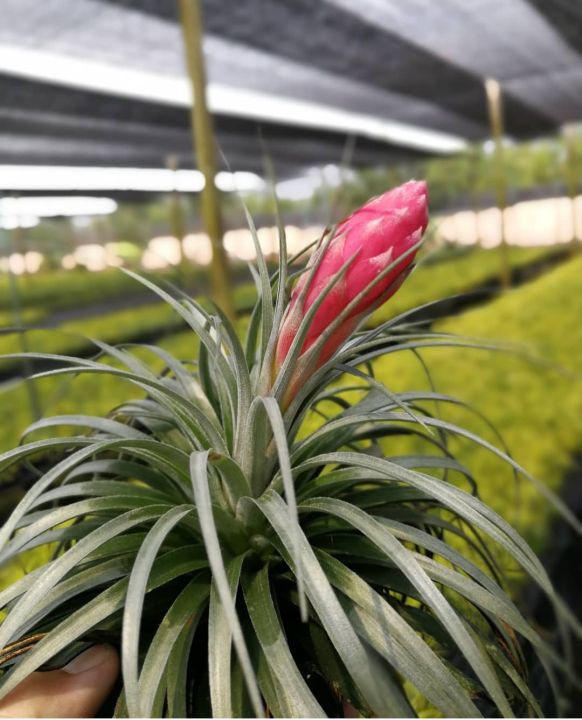 tillandsia-houston-ไม้รากอากาศ-ส่งพร้อมลวดแขวน