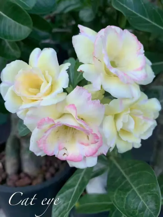 Live Plants Adenium Id Cat Eye 富贵花 猫眼 Lazada