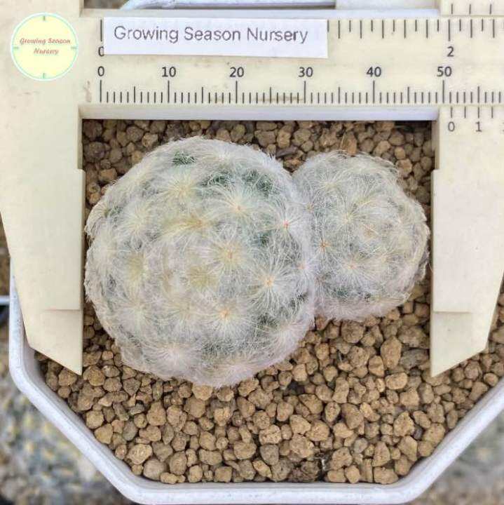 sp-แมมขนนกขาว-ขนนกขาว-mammillaria-plumosa-แมมมิลาเรีย-แมมมิลาเรีย-ไม้เมล็ด-แคคตัส-กระบองเพชร-ต้นไม้