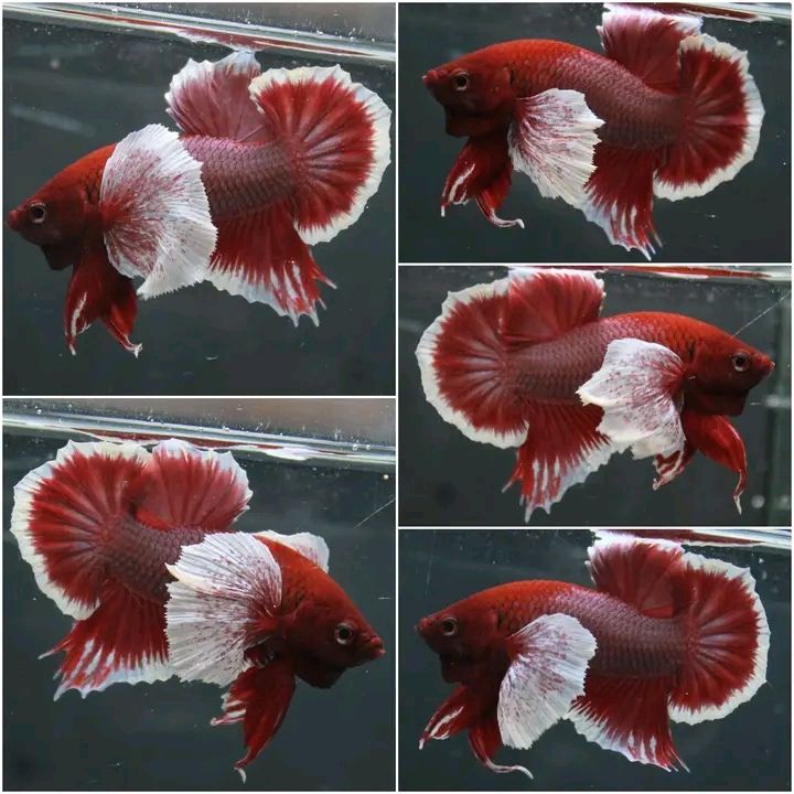 ปลากัดหูช้างโทนสีแดง-คัดเกรดสวยสุดๆ-มีรับประกันสินค้า