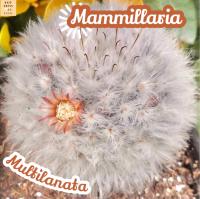 [แมม ขนแกะ] Mammillaria Bocasana V.Multilanata ส่งพร้อมกระถาง แคคตัส Cactus Succulent Haworthia Euphorbia ไม้หายาก พืชอวบน้ำ ไม้หนาม ไม้ทะเลทราย กระบองเพชร