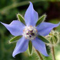 เมล็ดพันธุ์ โบราจ (Borage Seed) มี 2 ขนาดให้เลือกค่ะ (ดอกใบกินได้) คุณภาพดี ของแท้ 100%