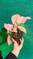 ?ออมชมพู? ( PINK SYNGONIUM)  กระถาง 4นิ้ว