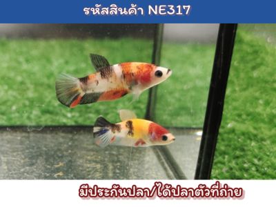 เซ็ตปลาไซส์ขุน2ตัว นีโม่ เพศเมีย ขนาด1.3 นิ้ว (ไซส์ขุน)